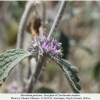 carcharodus stauderi talysh hostplant1